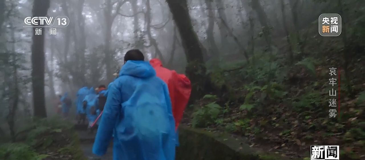 新闻调查丨想你的风吹到了哀牢山 这是一座怎样的山？