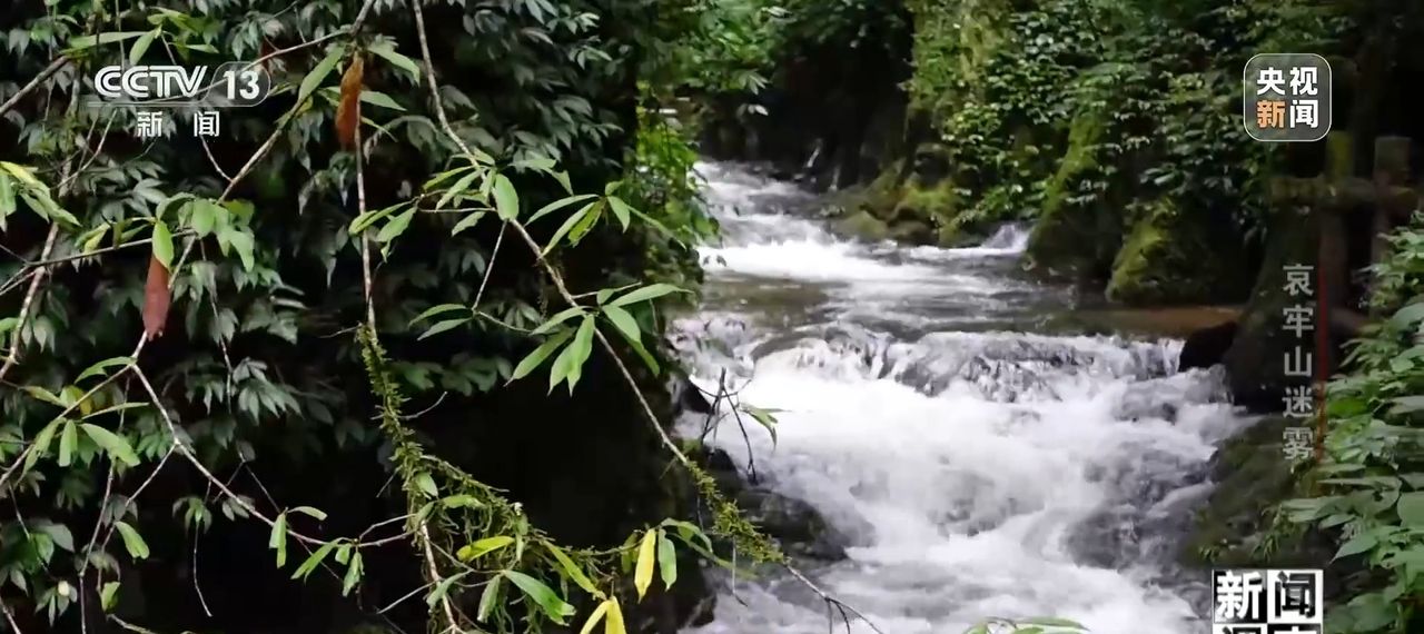 新闻调查丨想你的风吹到了哀牢山 这是一座怎样的山？