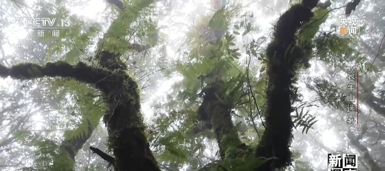 新闻调查丨想你的风吹到了哀牢山 这是一座怎样的山？