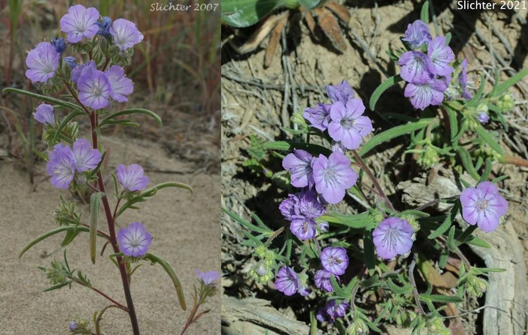 ​《风骚律师》S6E3：我自横刀向天笑