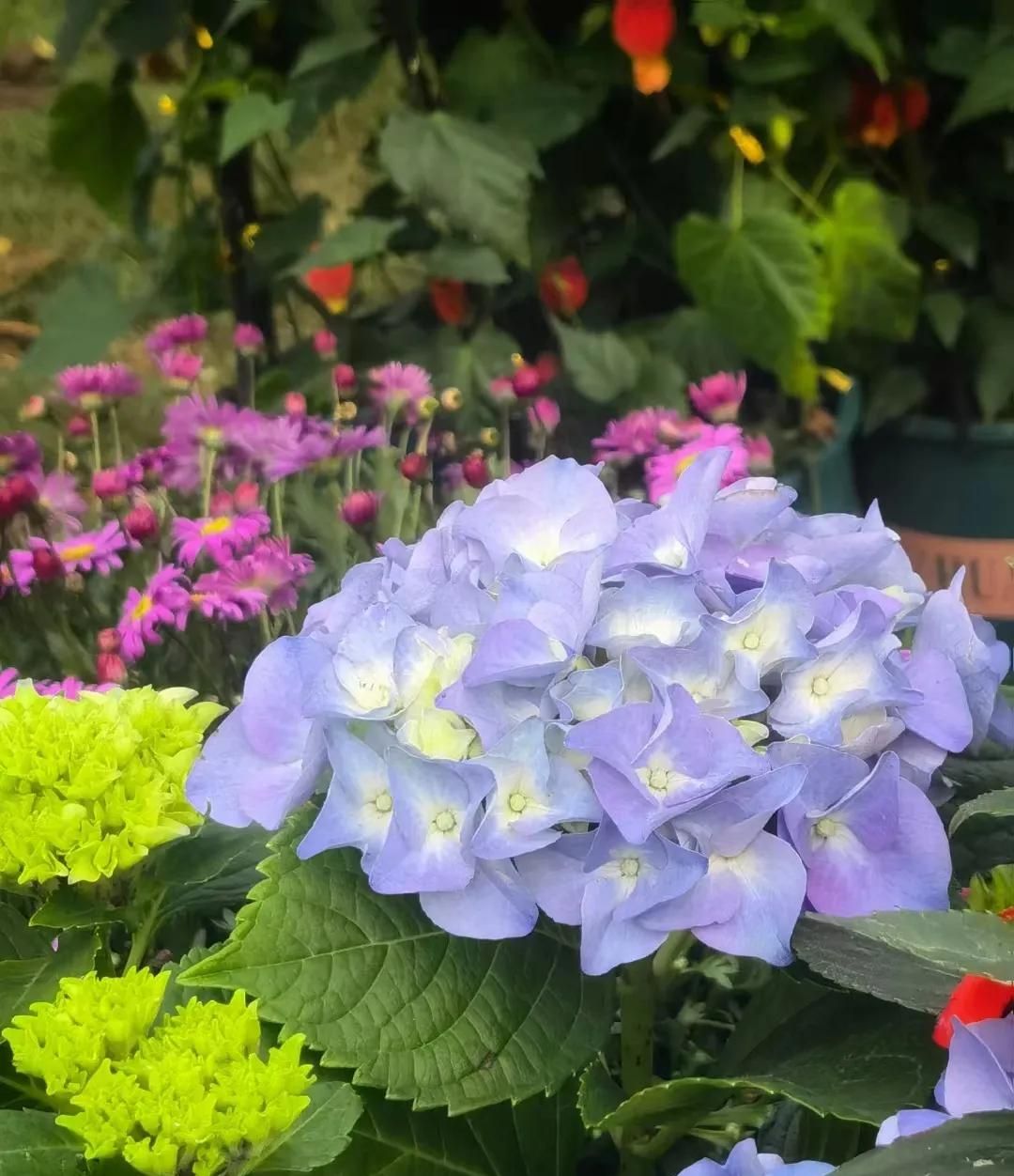 春游正当时，快来沪上这些地方游园、赏花吧！