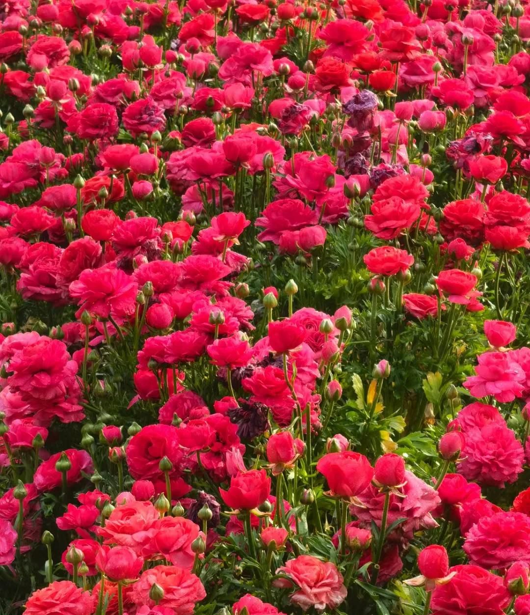 春游正当时，快来沪上这些地方游园、赏花吧！