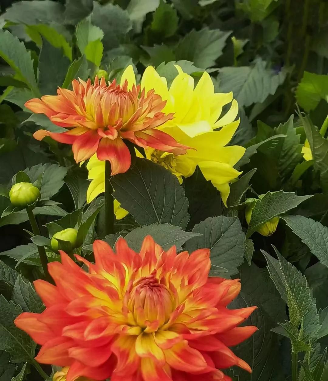 春游正当时，快来沪上这些地方游园、赏花吧！