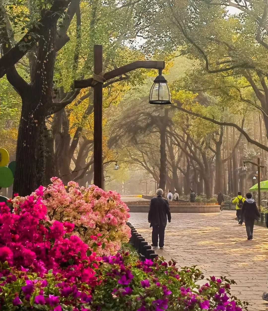 春游正当时，快来沪上这些地方游园、赏花吧！