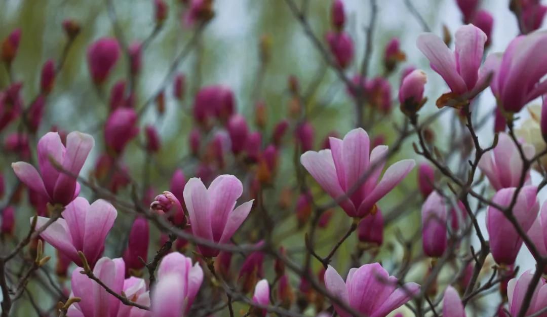春游正当时，快来沪上这些地方游园、赏花吧！