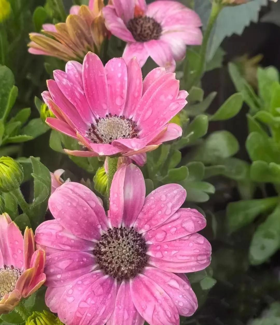 春游正当时，快来沪上这些地方游园、赏花吧！