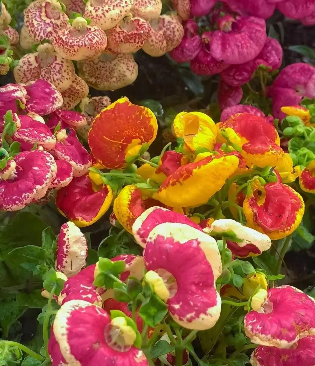 春游正当时，快来沪上这些地方游园、赏花吧！