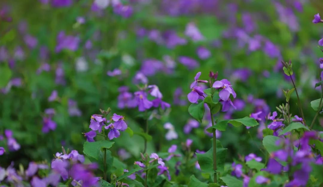 春游正当时，快来沪上这些地方游园、赏花吧！