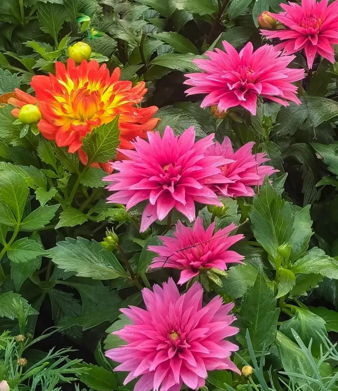 春游正当时，快来沪上这些地方游园、赏花吧！