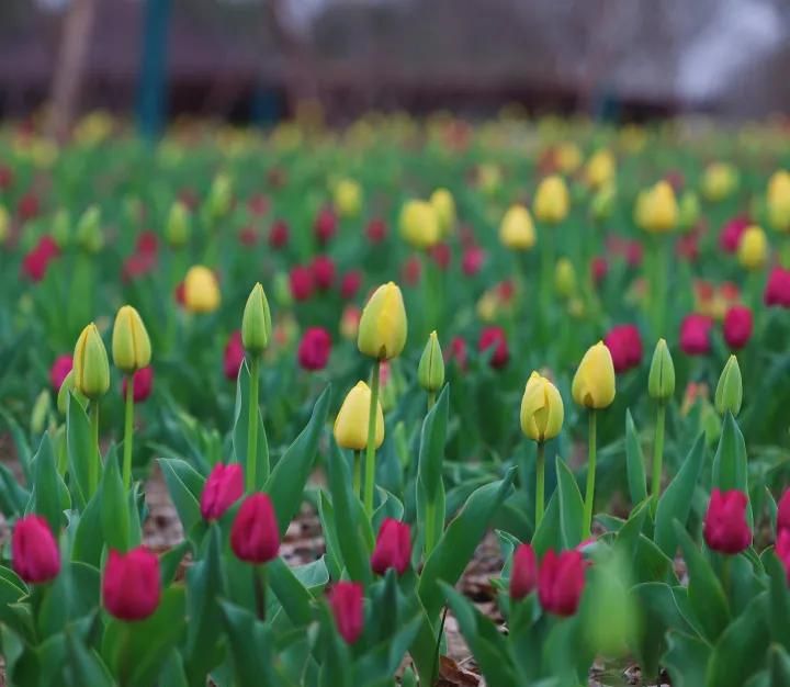 春游正当时，快来沪上这些地方游园、赏花吧！