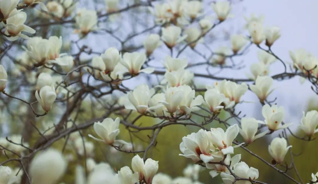 春游正当时，快来沪上这些地方游园、赏花吧！