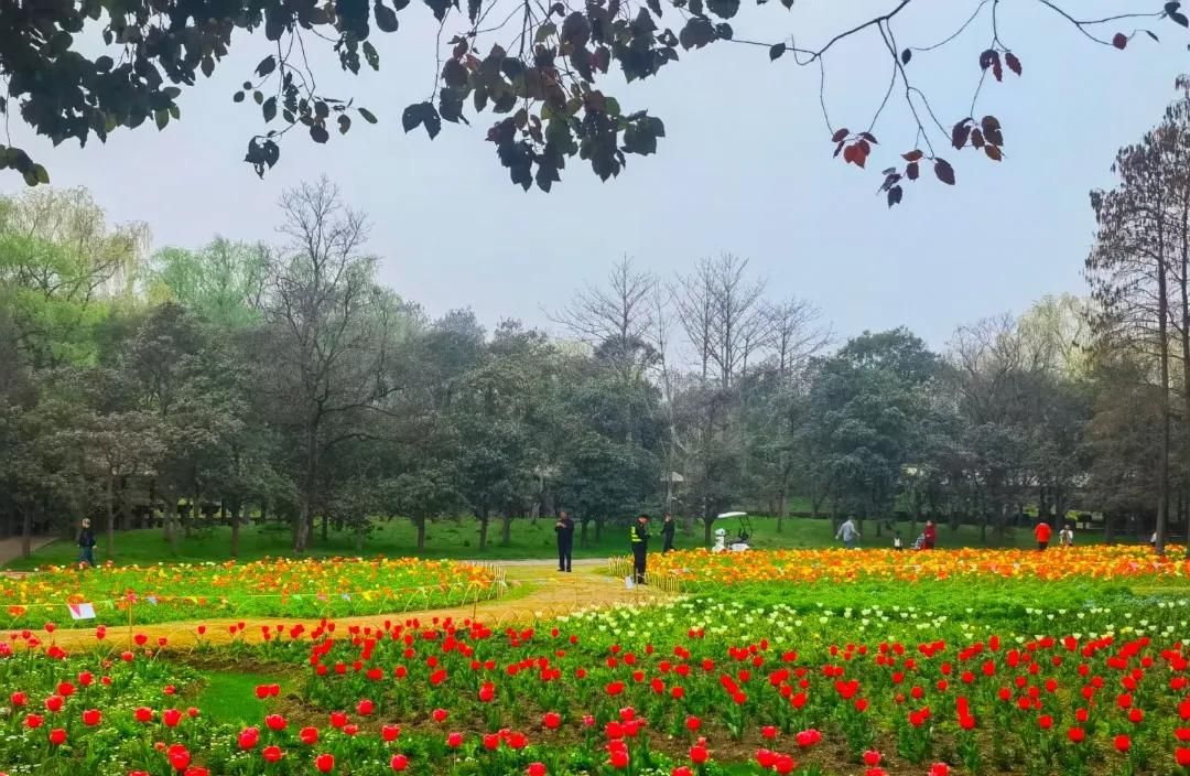 春游正当时，快来沪上这些地方游园、赏花吧！