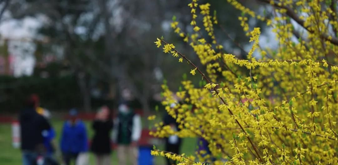 春游正当时，快来沪上这些地方游园、赏花吧！