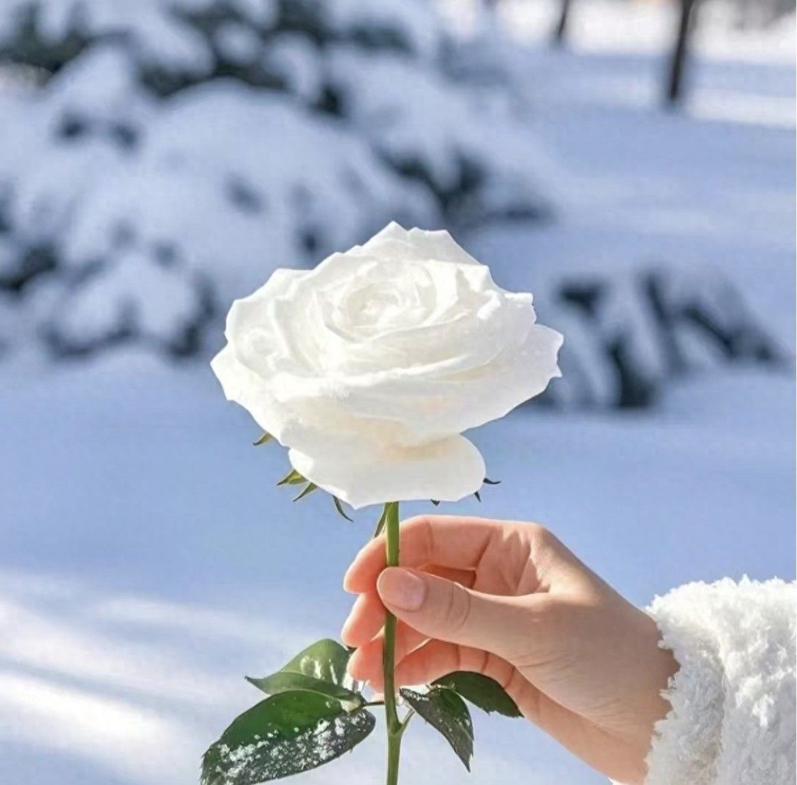 权力与法律的平衡：法治社会的基石 - 宋马