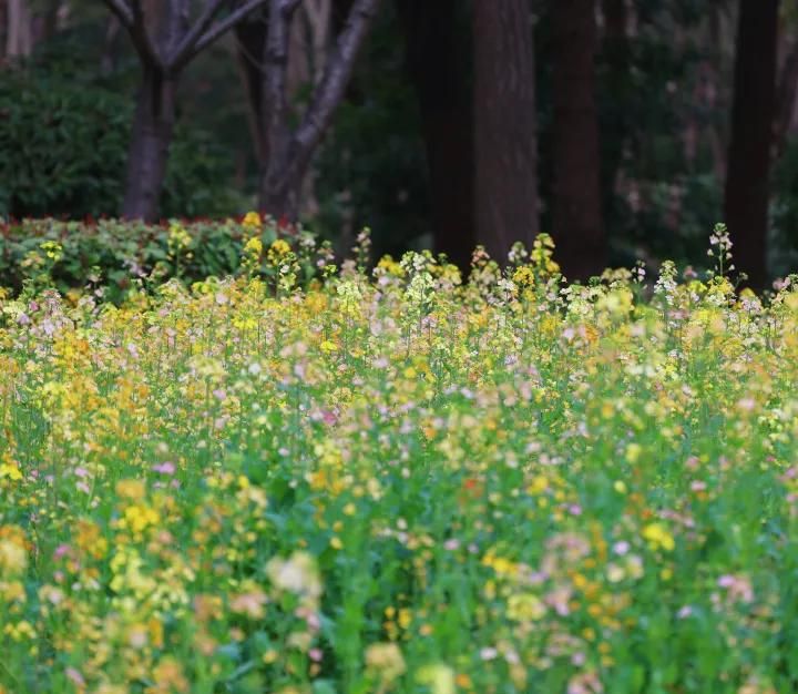 春游正当时，快来沪上这些地方游园、赏花吧！
