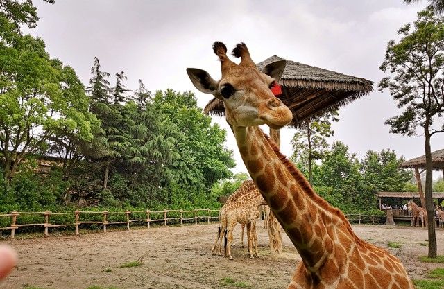 上海最值得去的10个景点，你去过几个？