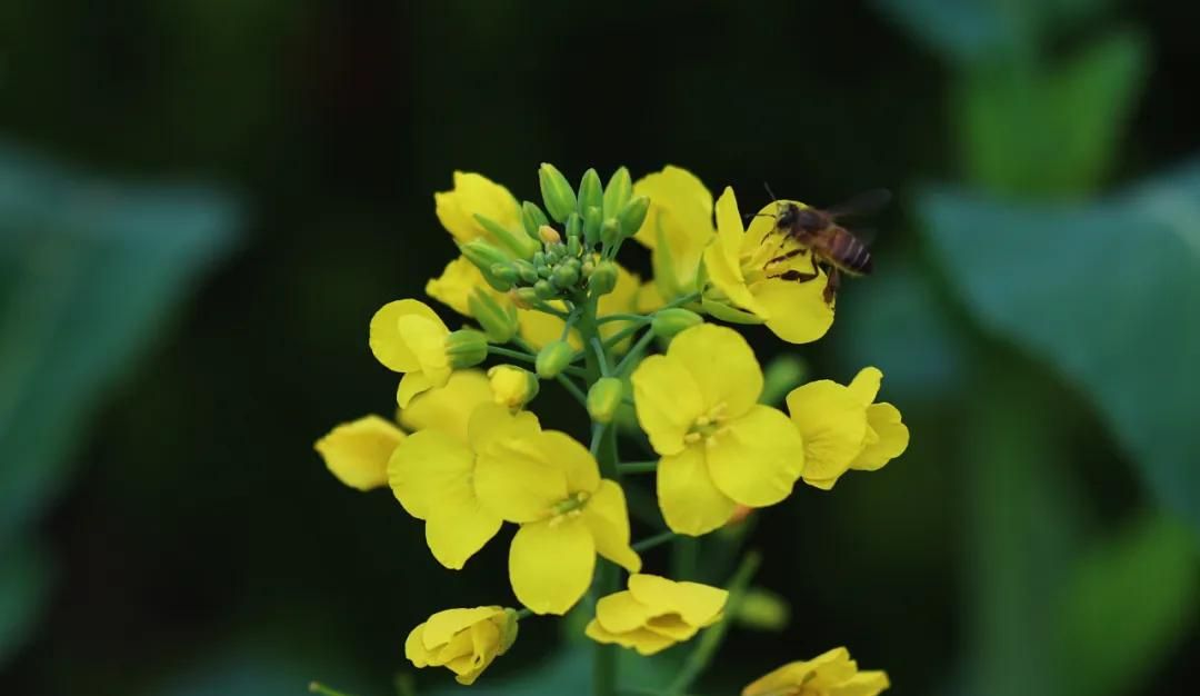 春游正当时，快来沪上这些地方游园、赏花吧！
