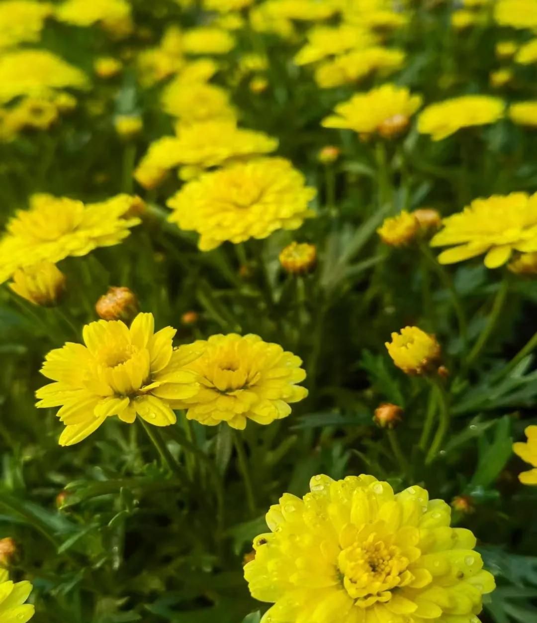 春游正当时，快来沪上这些地方游园、赏花吧！