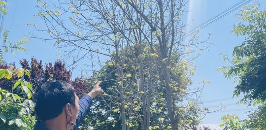“高压线横跨树木上方，受损50多万谁来管”电力部门：符合净空距离标准 - 宋马