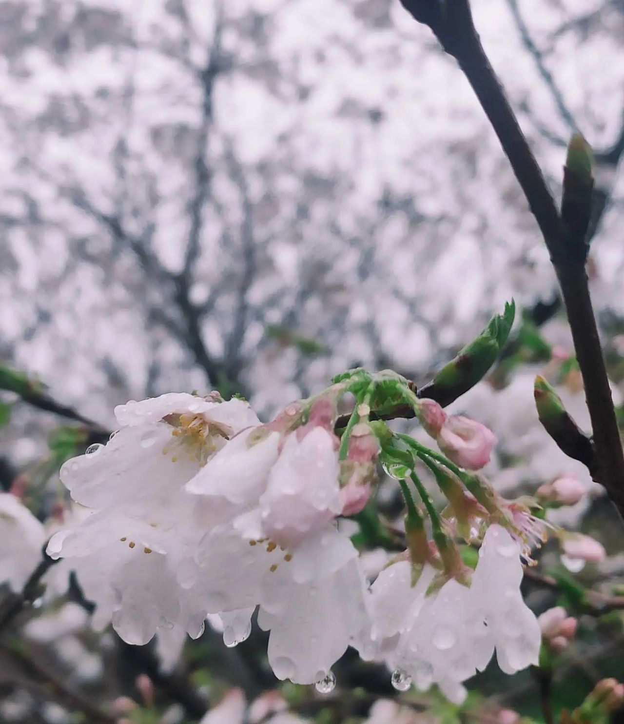 湖南工商职业学院：雨打樱花，花衬雨，雨中樱花别样美!