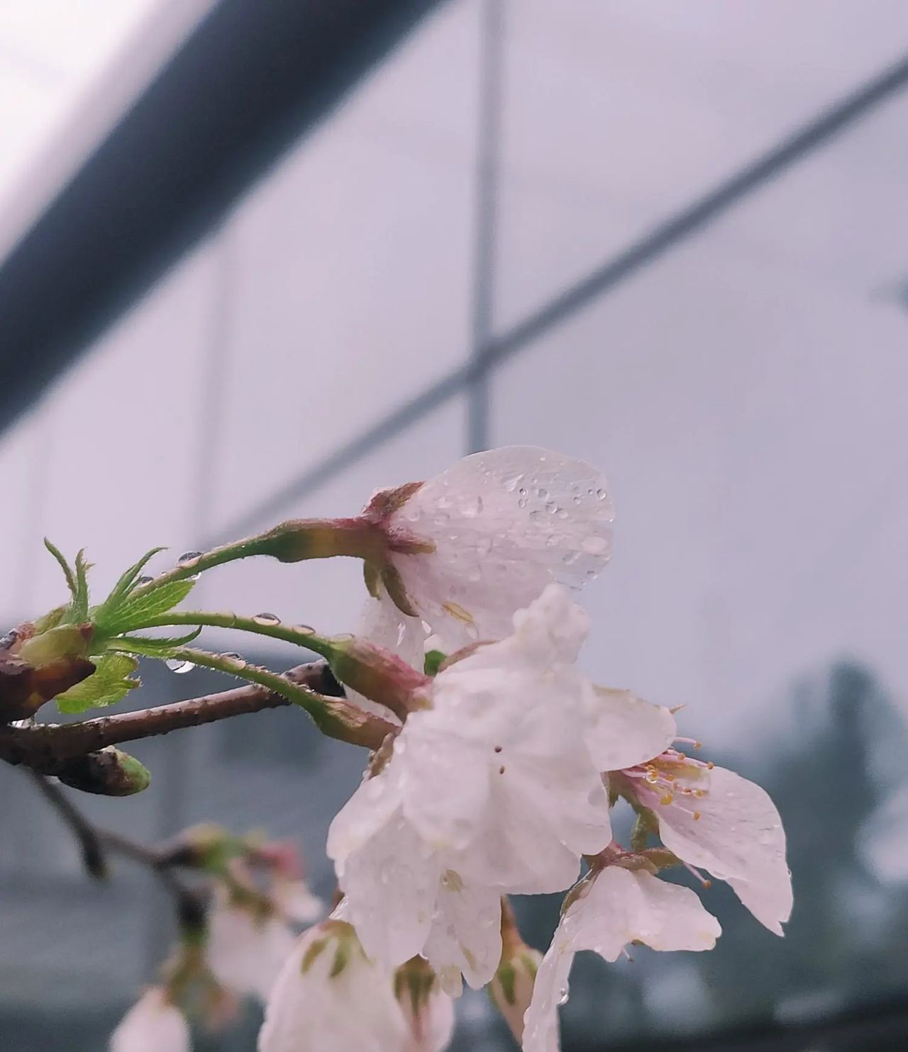 湖南工商职业学院：雨打樱花，花衬雨，雨中樱花别样美!