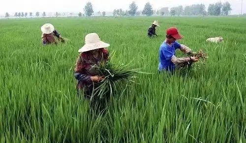 农民朋友的基本农田有多特别？ - 宋马