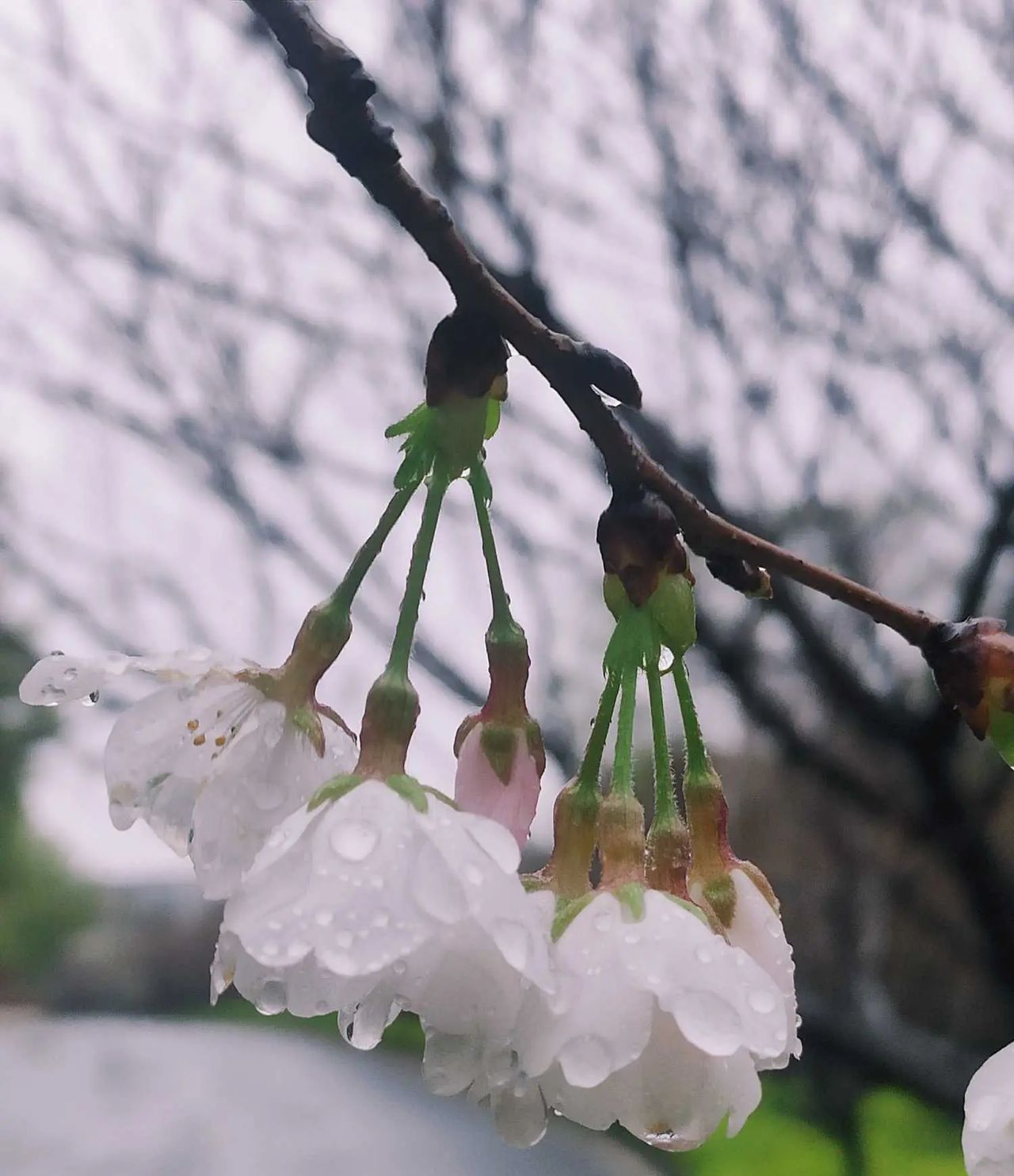 湖南工商职业学院：雨打樱花，花衬雨，雨中樱花别样美!