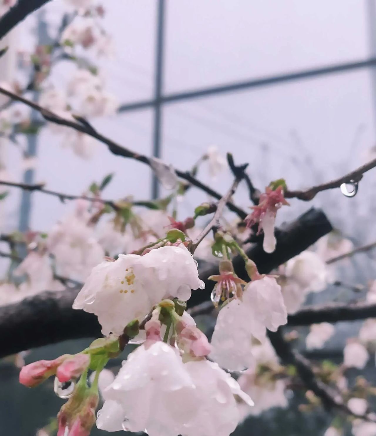 湖南工商职业学院：雨打樱花，花衬雨，雨中樱花别样美!