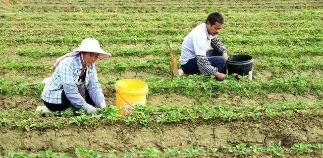 农民朋友的基本农田有多特别？ - 宋马