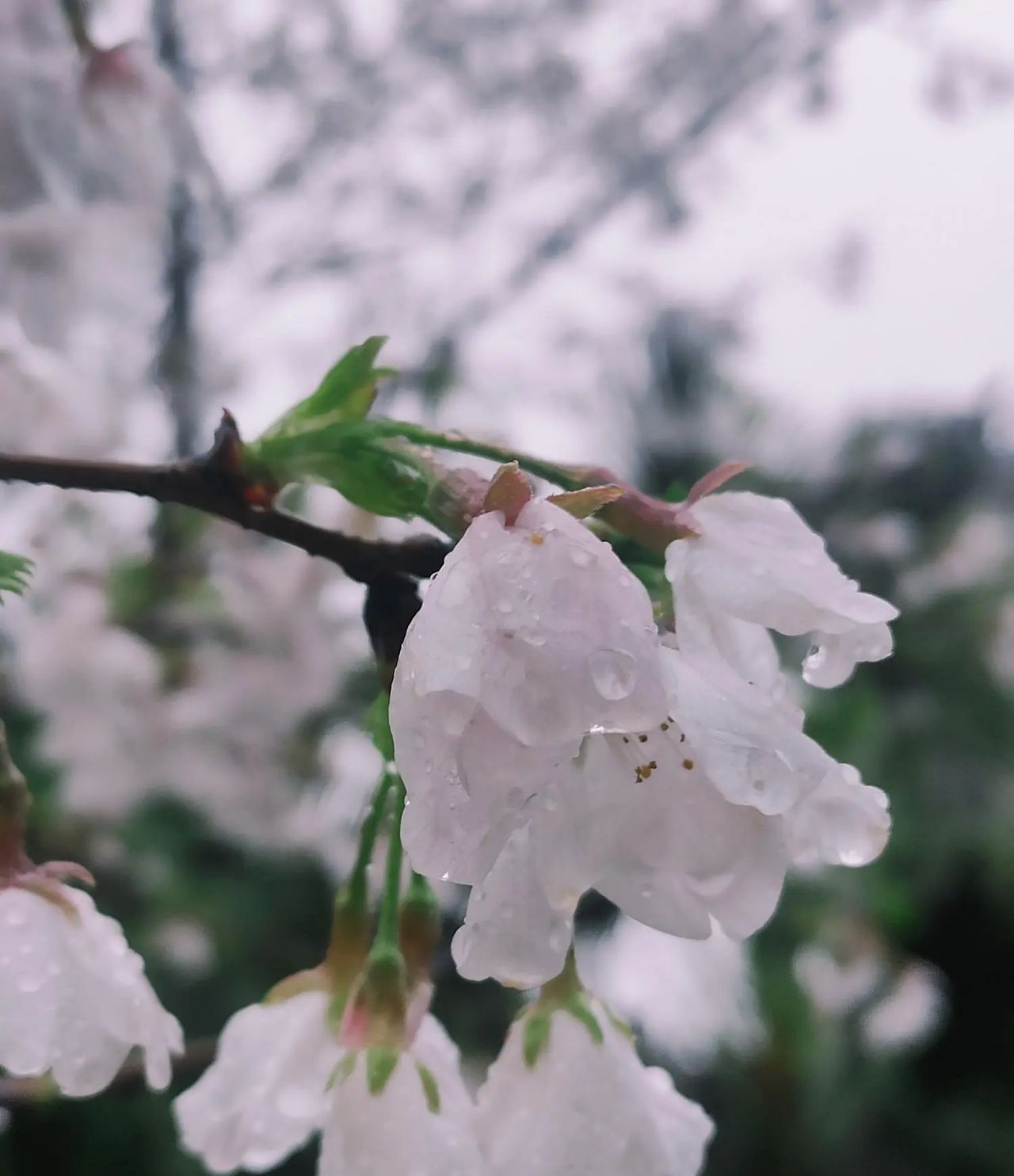 湖南工商职业学院：雨打樱花，花衬雨，雨中樱花别样美!