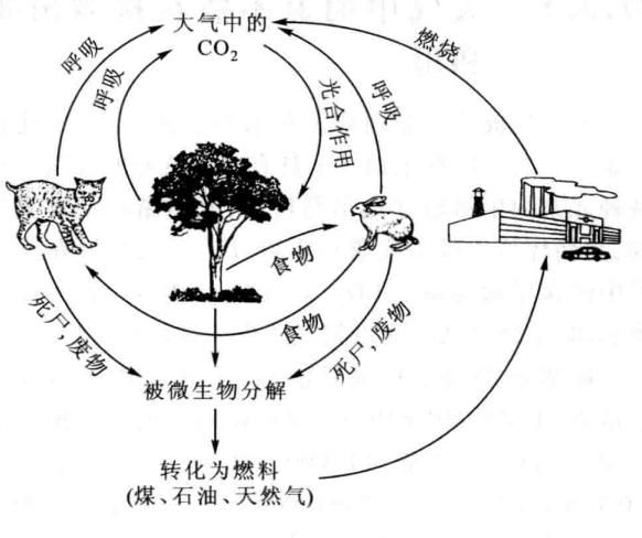 普通生物学（陈阅增）第37章 ：生态系统及其功能 知识点