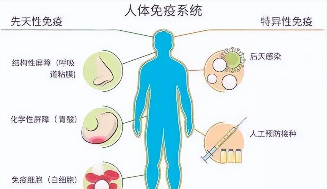 人体的九大系统 - 宋马