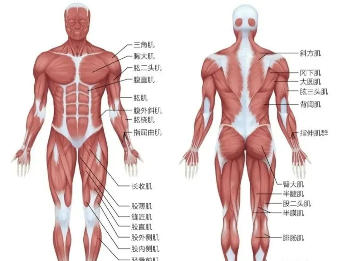 认识人体（二）（运动系统之骨骼肌） - 宋马