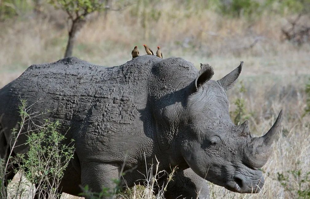 探索犀牛与犀牛鸟之间奇妙的共生关系