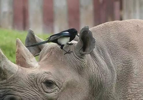 探索犀牛与犀牛鸟之间奇妙的共生关系