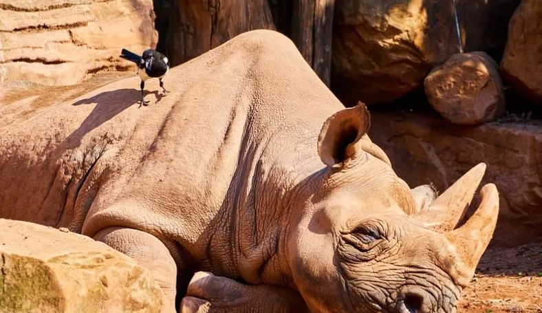 探索犀牛与犀牛鸟之间奇妙的共生关系