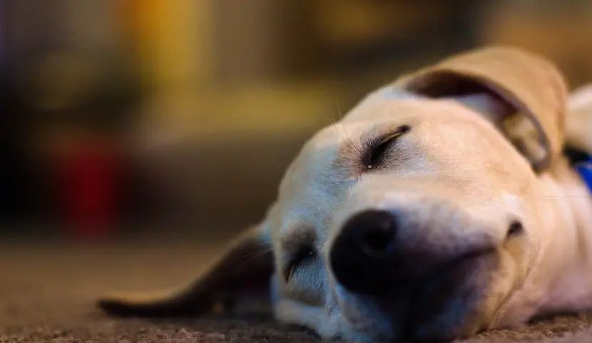 狗狗拉稀呕吐怎么引起的呢?狗狗拉稀吃什么药？