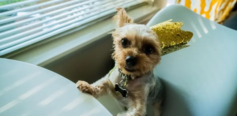 狗狗拉稀呕吐怎么引起的呢?狗狗拉稀吃什么药？