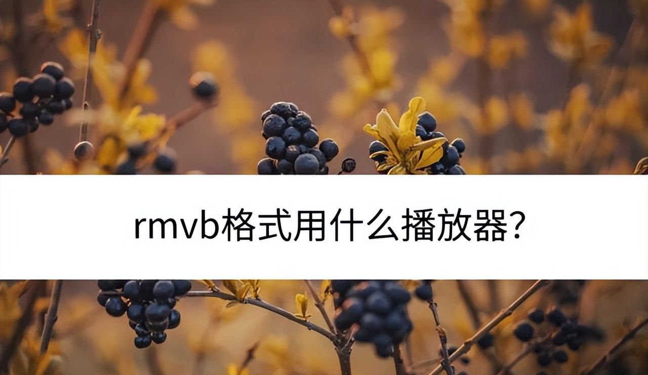 rmvb格式用什么播放器？这里给你总结好了 - 宋马