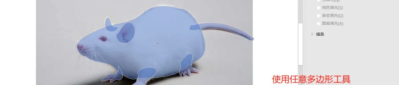 【无机纳米材料科研制图——Visio 0309】使用任意多边形工具描边出小鼠简图