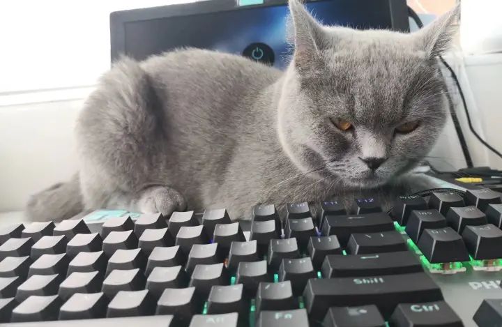 键盘删除键长按只能删除一个字符？--关闭Windows筛选键