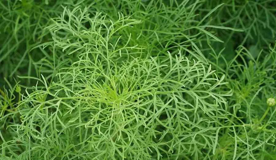 「好言好语」一直亮着的灯