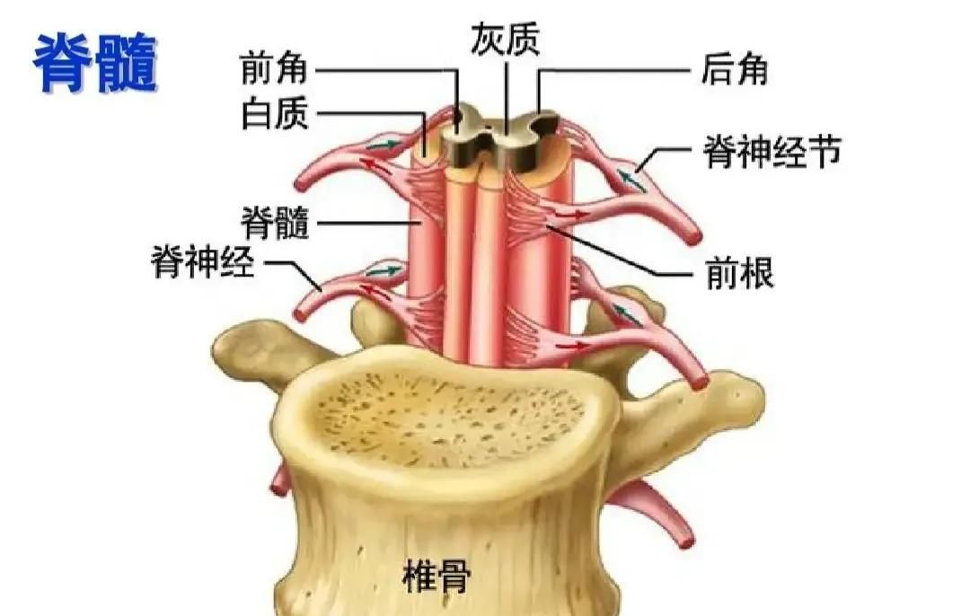 认识人体(六)(神经系统)