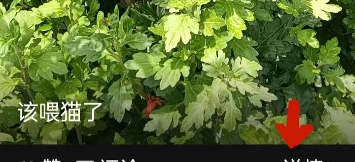 微信使用方法与技巧（五）——微信朋友圈的使用方法