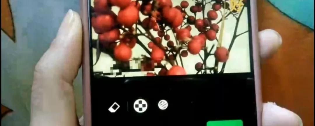 微信图片如何加上字？方法简单一学就会，手把手教会你