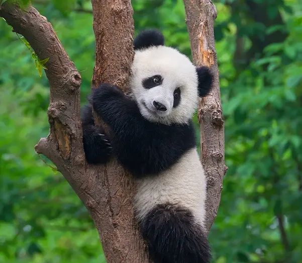 微博上的一些视频为什么不能下载呢？如何下载视频？