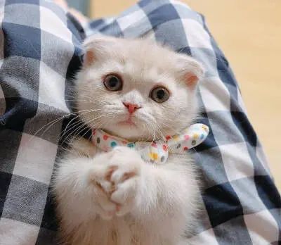 微博上的一些视频为什么不能下载呢？如何下载视频？