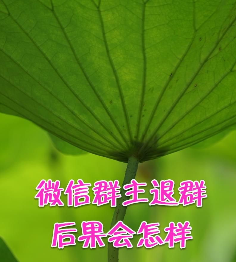 微信群主退群 后果会怎么样