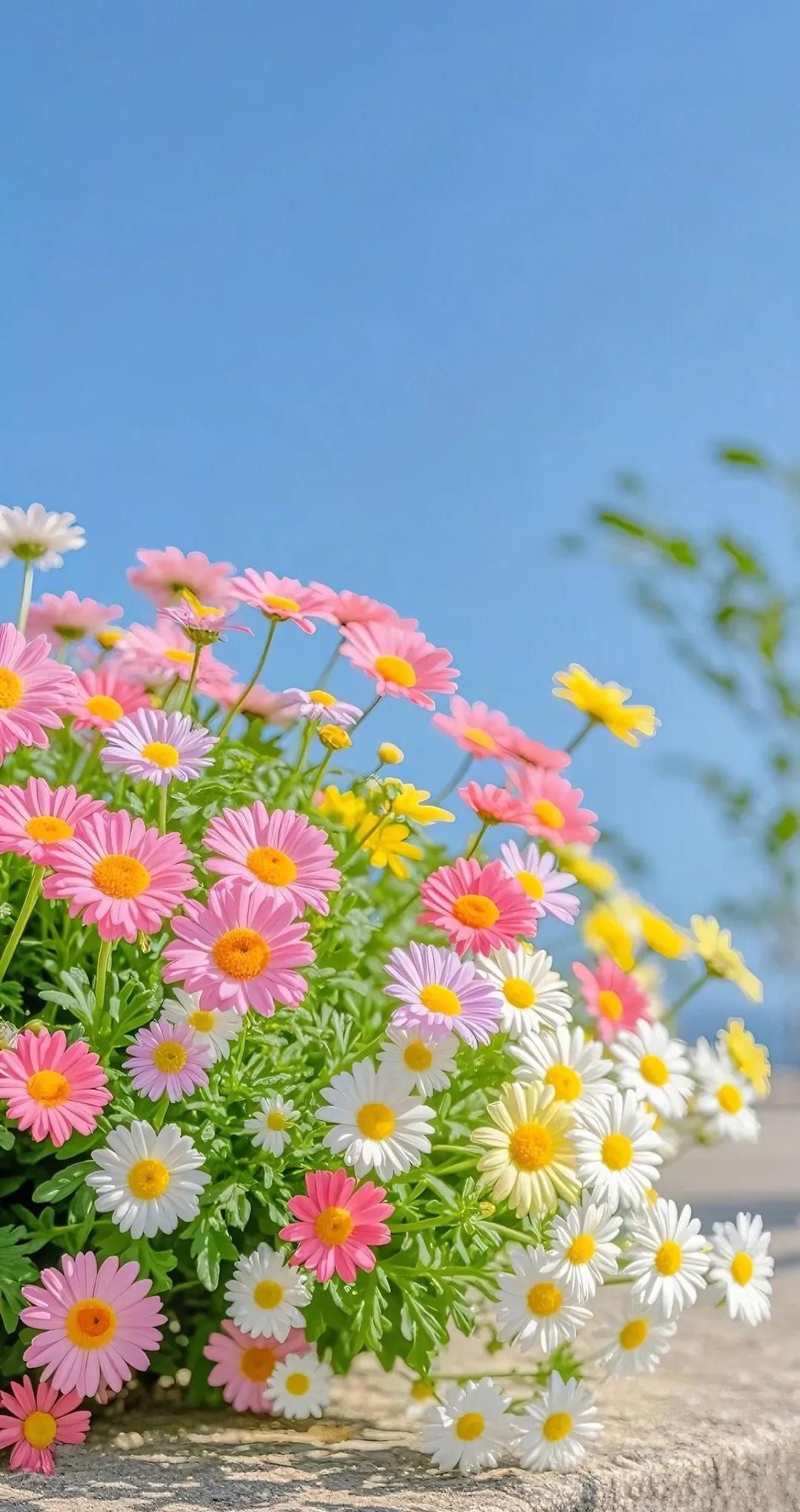 适合微信的全屏手机壁纸