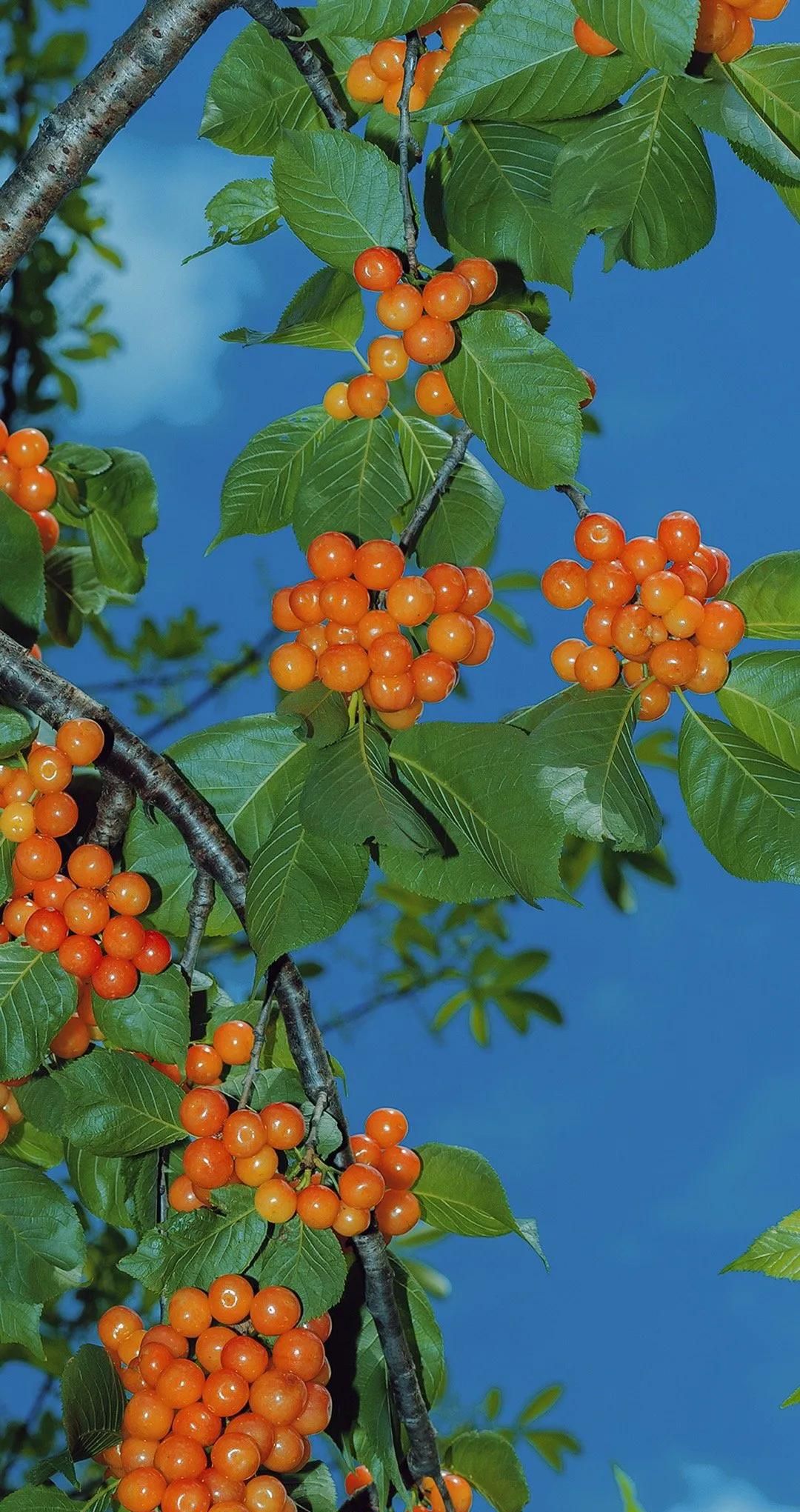 适合微信的全屏手机壁纸